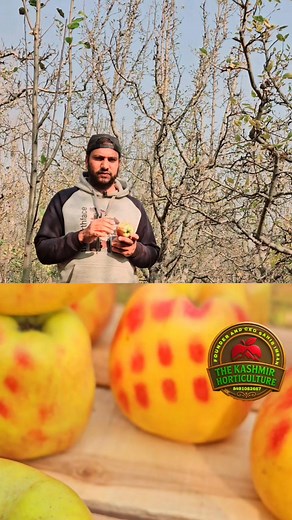 111K views · 889 reactions | Sunlight exposure is essential for the development of red color in apples. #Share ! #Sàĥìɓ_ìmŕàn | The Kashmir horticulture | Facebook