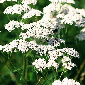 Medicinal Herbs 101: Yarrow | The Weeds and Seeds Guy