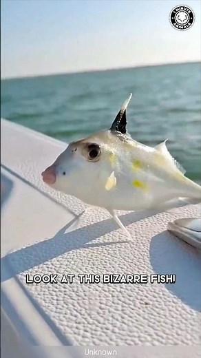 Tripod Fish 🐟 This Fish Has Legs!