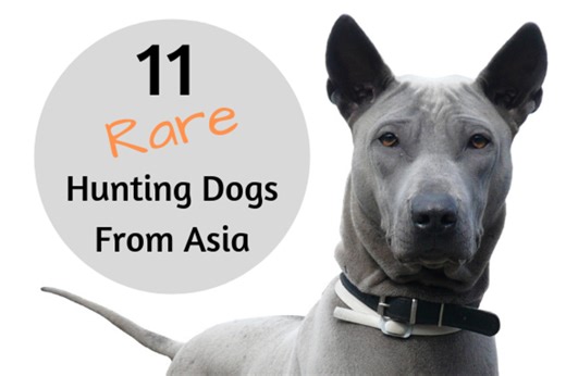 11 Unrecognized and Rare Hunting Dogs From Asian Countries