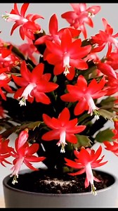 148K views · 814 reactions | Want flowers that bloom non-stop?  Discover the best Bloom Stimulator and floral care secrets here!  | Easy Recipes | Facebook