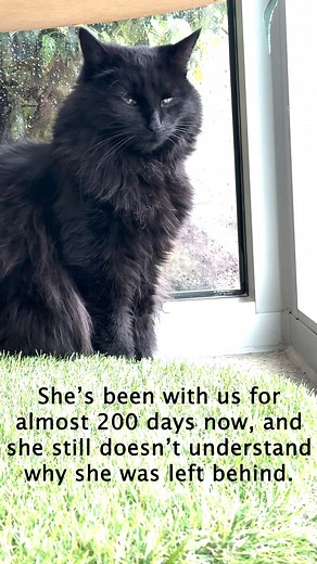 Binky was surrendered to HSHC after spending 8 years with a loving family, and after spending almost 200 days in the shelter, she’s starting to lose hope. Every day she watches as people come and go, but she doesn’t have the heart to say hi anymore. She can be pretty cautious of the world around her, but with patience, time, and just enough love, we know Binky will open up to her person and become the affectionate, playful cat she once was. Some things to know about Binky: - She prefers to be th