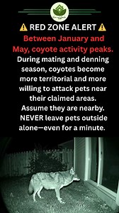 ⚠️ DON’T IGNORE THIS ⚠️ January through May is peak coyote mating and denning season. Coyotes are bold, territorial, and willing to attack pets in their own yards. They are not “just passing through.” Act accordingly. 🚨🐺 | Home & Garden Tips