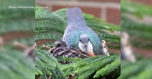 Luzon bleeding-heart dove chick joins National Aviary flock just in time for Valentine's Day