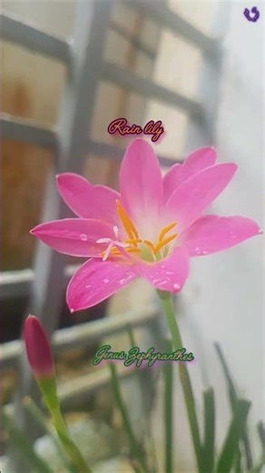 Rain Lily, first bloom of my lily babe #amaryllislily #zephyranthes