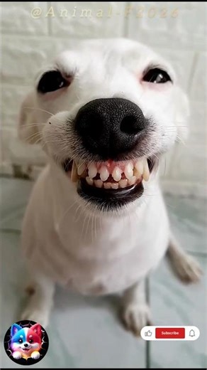 funny videos 2026 😂 funny animals #funny #animalfun #funny #short