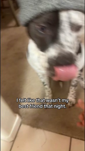 Devil Dog Meme: When Man's Best Friend Turns Sinister