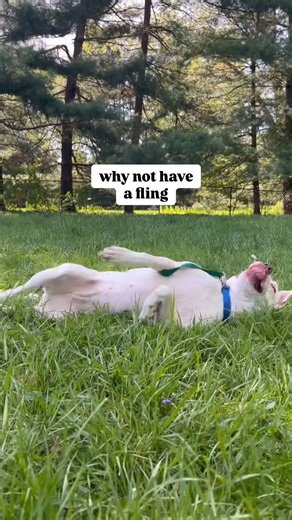 🌸 Spring Fling is HERE. 🌸 You asked for more sleepovers, more volunteer opportunities, and more ways to get involved and here they are! #FCDSadoptables We are now open 7 days a week with extended Spring hours, waived fees, free microchips, shelter dog sleepovers and more during our Spring Fling event. Whether you choose to foster, adopt, volunteer, or simply help us spread the word you are invited and we can't wait to welcome you into the Franklin County Dog Shelter family! 🐾 To view all curr