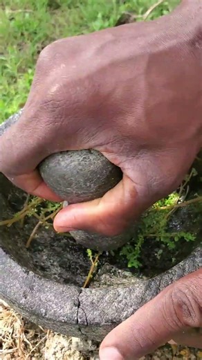 How to make Rock Thyme Leaf Honey Juice #wellnesstips #NaturalHealing