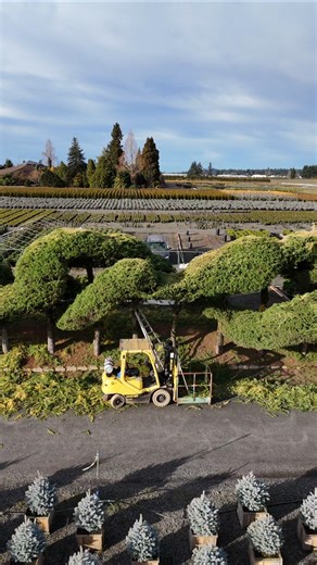 Pruning our Mobius Strip #gardening #landscaping #landscapearchitecture #landscapedesign