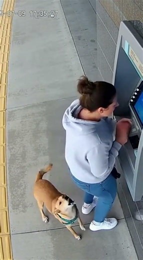 Loyal Dog Protects Owner from ATM Robber – Shocking CCTV