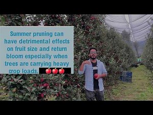 Summer pruning on M9 Plants With Gala Variety #smart_apple_farming #Kash_Orchards