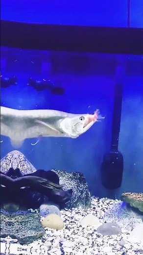 big silver arowana fish #fish #aquariumfish