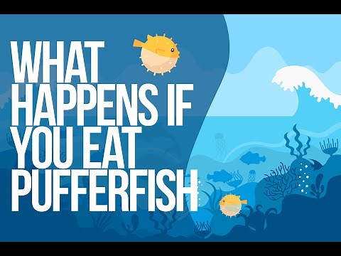 What Happens If You Eat Puffer Fish?