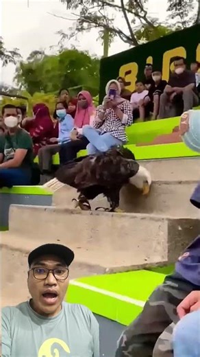 see the eagle in action directly #zoo #bird #lovebirdpaud #parrot #dunfallowlovebird #birds #pet