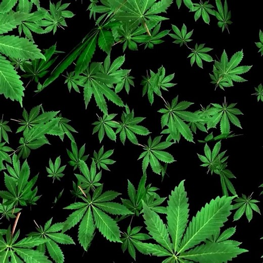 Whatever your view on its use today, cannabis is a plant that humans have been growing for longer than almost any other. And one that we’ve been actively changing for 12,000 years and counting, because of how it changes us. ⁠https://youtu.be/ZJqmyLCfA-I | Eons • PBS