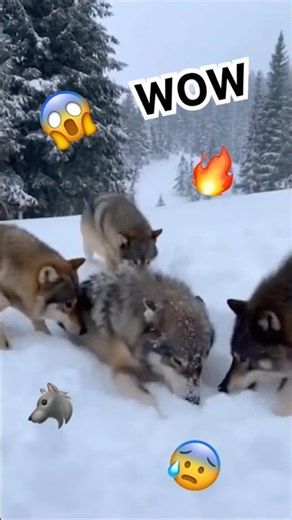 Drone Captures Epic Rescue 🐺😱🔥
