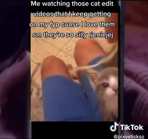 credits on the sound || #fyp #cat #kitten #catlover #kitty #kittycat #kittens #meowmeow #meowdel