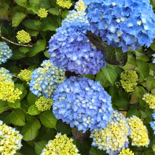 Nikko Blue Mophead Hydrangea Live Plant – Flowering Shrub, Hydrangea Macrophylla Garden - Etsy