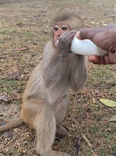 Monkeys Enjoying Milk: A Cute Feeding Moment