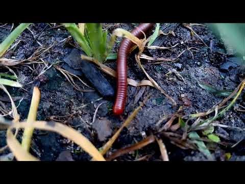the hidden life of red millipedes: Essential Decomposers for a Fertile Ecosystem