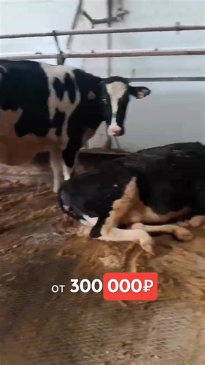 Переходите по ссылке в описании профиля👉 #ферма #работанаферме #работадлявсех #ищемлюдей #россия