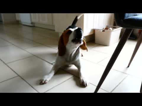 BEAGLE QUI ABOIE