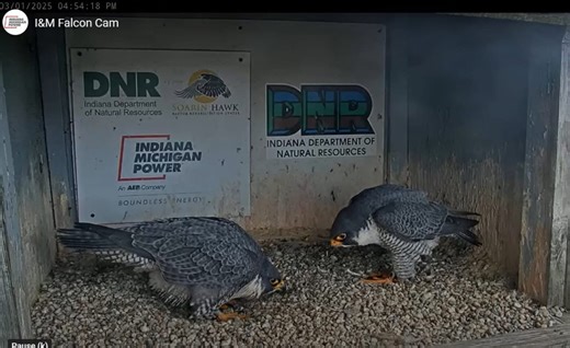 Peregrine falcons return to Indiana Michigan Power Center
