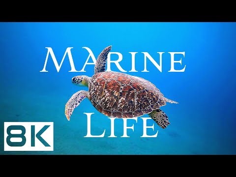 MARINE LIFE in 8K Ultra HD • Relaxing Oceanscapes • Ocean Relaxation Film