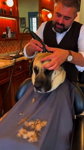 Why You Should Never Shave Your Dog’s Fur