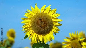 A bee is flying around a beautiful sunflower, while two other bees are busy on the yellow flower.