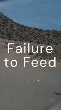 Sig P211 Local Steel Match #competitiveshooting #p211gto #sigp211 #tuesdaynightsteel #riosalado