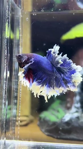 King 👑 feathertail ☘️ Brocoli 🥦 Blue butterfly 🦋 #hunting #insects #tutorial