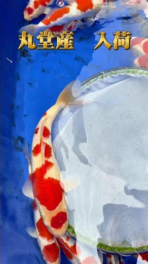 『錦鯉の休日』最後の紅白ヤバくない！？ #koi #錦鯉