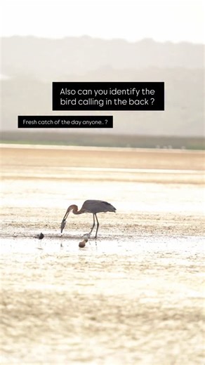 Christiaan Swanepoel | Goliath heron’s catch of the day. During a recent visit to the nibela flood plains we found this Goliath Heron busy fishing, he was quite... | Instagram