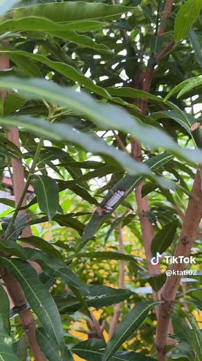 Cómo combatir la plaga en mi árbol de mango 🥭