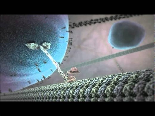 The Inner Life of the Cell Animation | Anna Sara Liberati