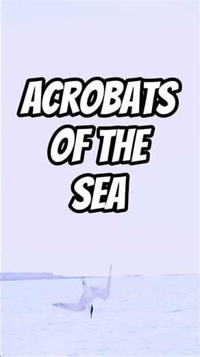 Acrobats of the Sea #birds #shorts
