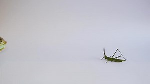 Chameleon on a white background