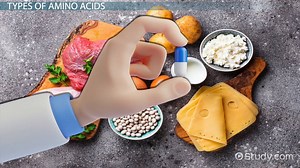 Histidine Structure, Properties & Function - Video | Study.com