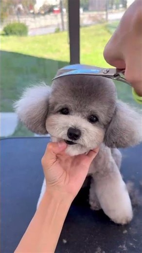 viral puppy.#SoCutePuppy #PetGroomer #SuperHealingPuppy #AdorablePetGrooming#shortvideo#funnyshorts