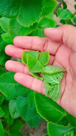 Home Remedies for Natural Relief from Rhinitis