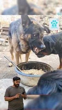 Two dogs. One bowl. Growling…