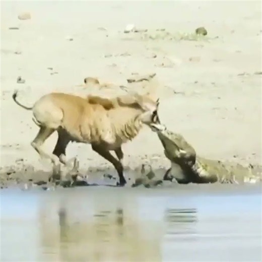 Antelope Survives a Crocodile's Deadly Grip