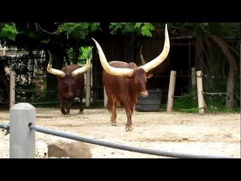 Ankole Cattle Feeding at the Houston Zoo