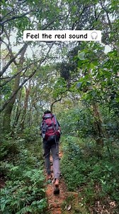 Feel the Real Forest Sounds | No Edits 🍃 🎧