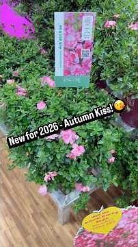 Encore Azalea 'Autumn Kiss' 💋 #newplants