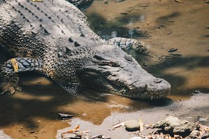 10-Year-Old Boy Presumed Dead After Second Crocodile Attack in 2 Weeks