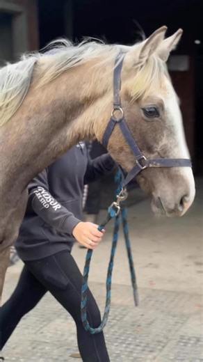 16K views · 532 reactions | Gordon has weaseled his way into the Windsor Park system and is enjoying their high level of education. He’s teamed up with Sammy the ‘pony’ and is learning lots of valuable life skills - pretty cool for a yearling. He is one of my Malfy foals from last year, out of Sammie (Cassiano). | EventStars Ltd | Facebook