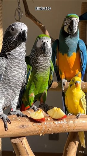 Macaw, African Grey Parrot, Amazon Parrot, & Australian Parrot Eating Apple 🍎🍎#viralshorts #ytshorts